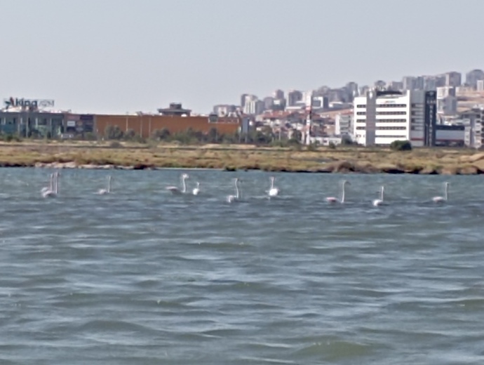 İzmir Flamingo Yolu Tekne Turu