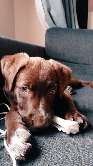 Yavruyken bulup baktığım ve yuvalandirdigim şimdi 2 yaşlarında olan bir köpek 😊