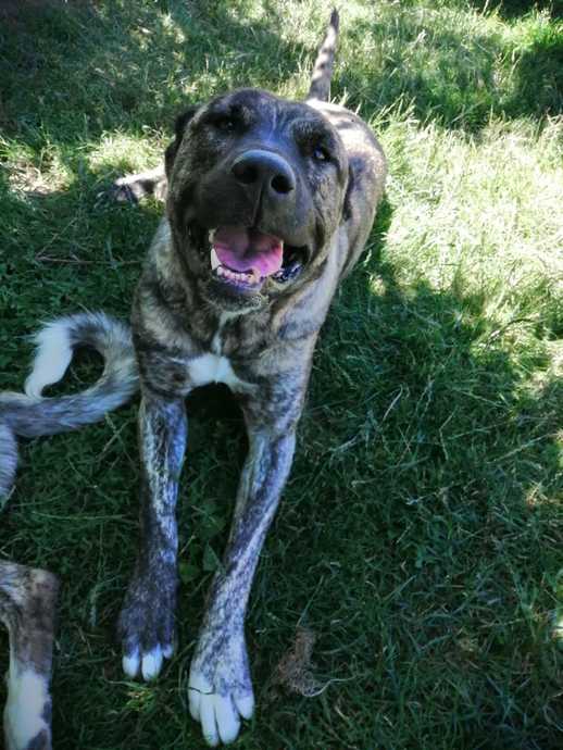 Bir arkadaşımın baktığı sokak köpeği. Şeker pare gibi bir şey 😂