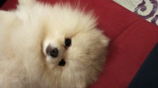 Köpeklerde Gençlik Hastalığı (Distemper) Nedir Anlatıyorum