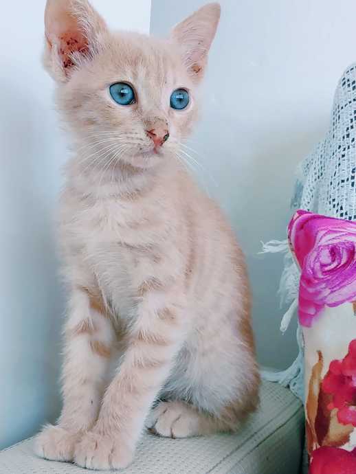 Evcil Dostlarımızda Karma Aşının Önemini Anlatıyorum