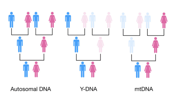 Otozomal, Y-DNA ve mtDNA arasındaki ilişki
