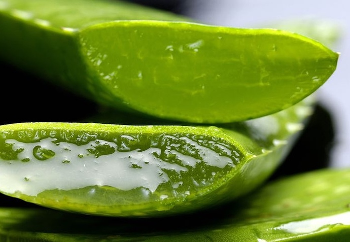 Aloe Vera