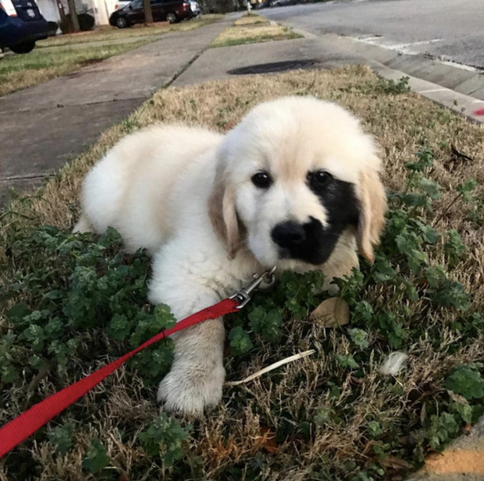 Büyüleyici Bir Doğum Lekesiyle Doğmuş Olan Eşsiz Golden Retriever Enzo ile Tanışın!