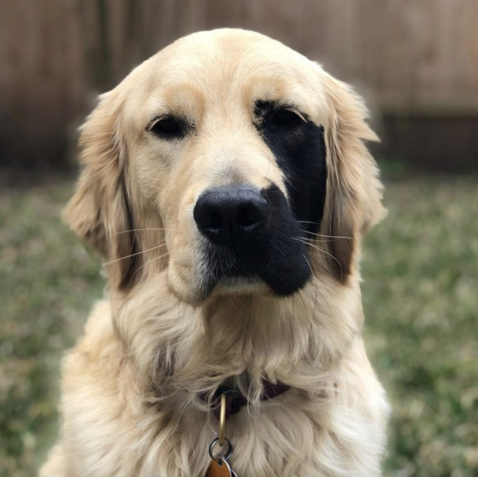 Büyüleyici Bir Doğum Lekesiyle Doğmuş Olan Eşsiz Golden Retriever Enzo ile Tanışın!
