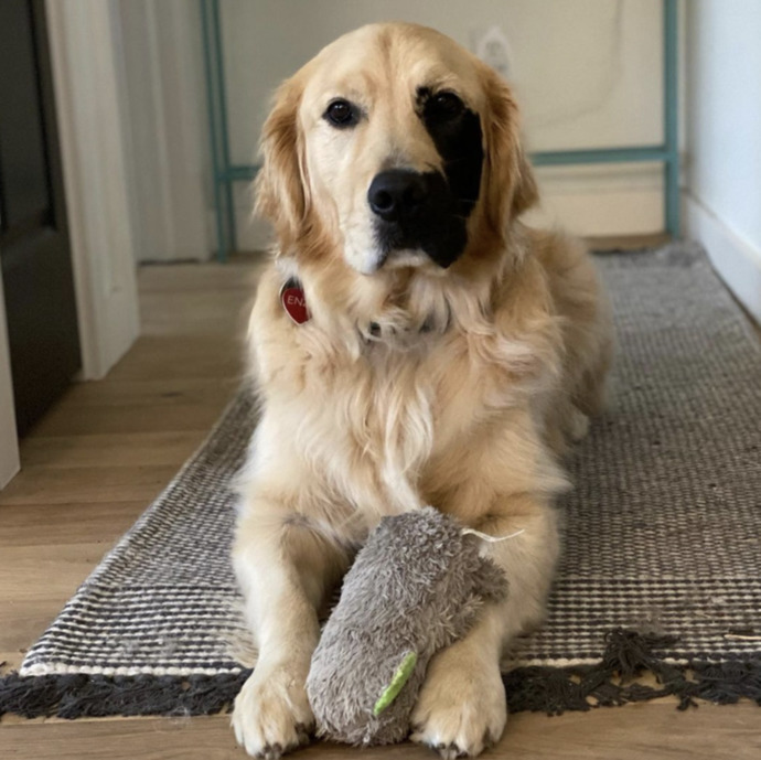 Büyüleyici Bir Doğum Lekesiyle Doğmuş Olan Eşsiz Golden Retriever Enzo ile Tanışın!