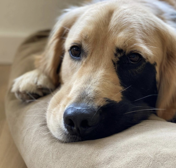 Büyüleyici Bir Doğum Lekesiyle Doğmuş Olan Eşsiz Golden Retriever Enzo ile Tanışın!