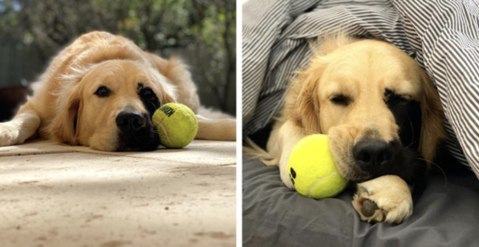 Büyüleyici Bir Doğum Lekesiyle Doğmuş Olan Eşsiz Golden Retriever Enzo ile Tanışın!