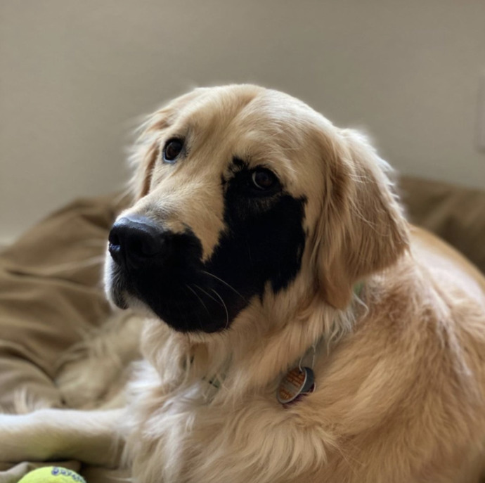 Büyüleyici Bir Doğum Lekesiyle Doğmuş Olan Eşsiz Golden Retriever Enzo ile Tanışın!