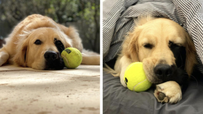 Büyüleyici Bir Doğum Lekesiyle Doğmuş Olan Eşsiz Golden Retriever Enzo ile Tanışın!