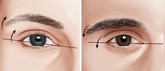 Kadın ve Erkek Yüz Hatları, Maskülen ve Feminen