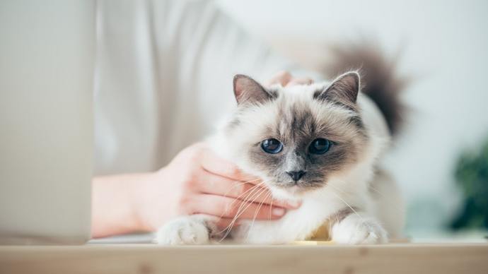 Kedi Tüylerini Güzelleştirecek Öneriler