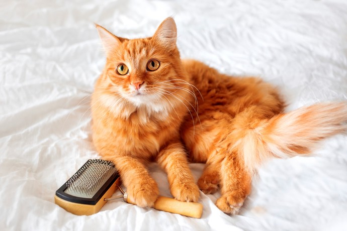 Kedi Tüylerini Güzelleştirecek Öneriler
