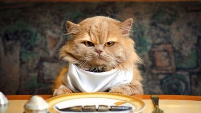 Kedi Tüylerini Güzelleştirecek Öneriler