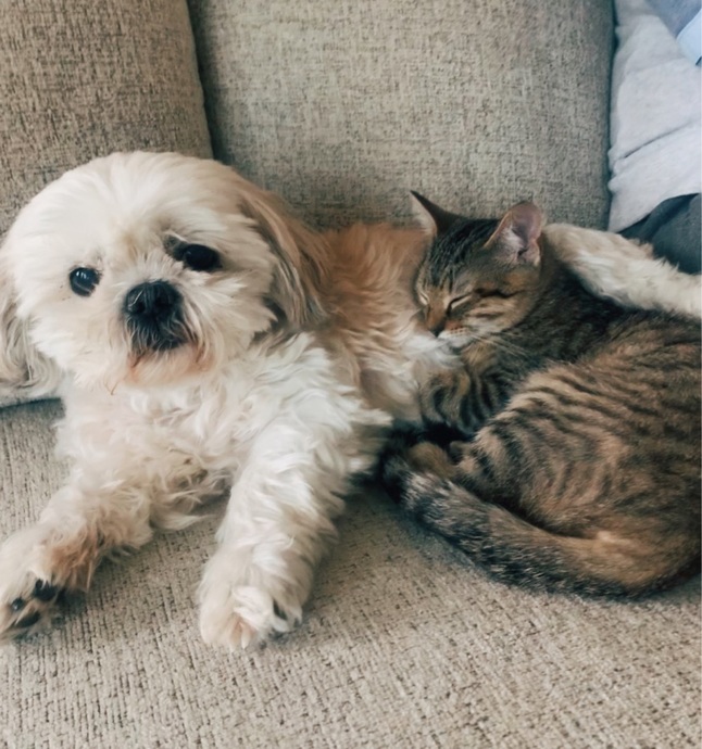 Patili Dost Edineceklere Dikkat: Kedi Ve Köpek Beslemek Arasındaki Farklar