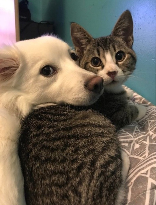 Patili Dost Edineceklere Dikkat: Kedi Ve Köpek Beslemek Arasındaki Farklar