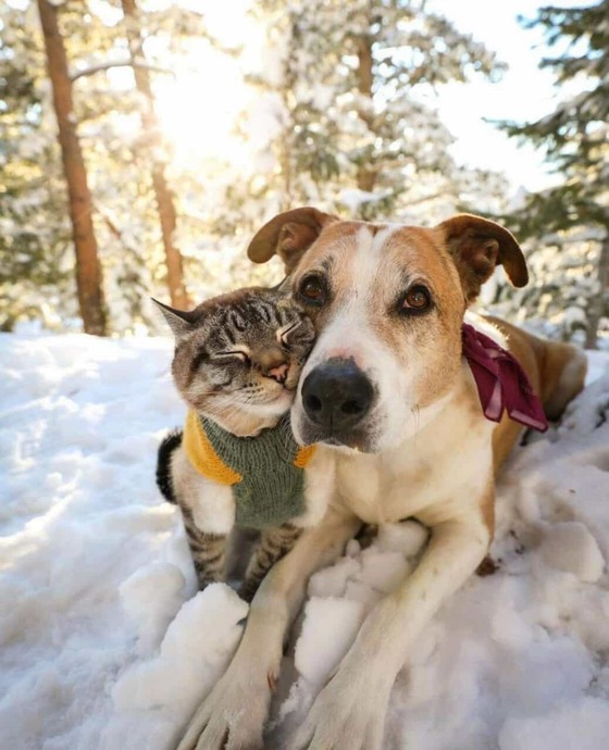 Patili Dost Edineceklere Dikkat: Kedi Ve Köpek Beslemek Arasındaki Farklar