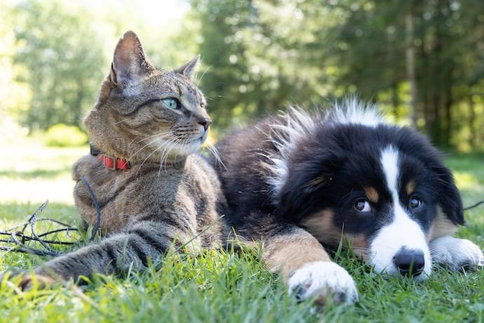 Patili Dost Edineceklere Dikkat: Kedi Ve Köpek Beslemek Arasındaki Farklar