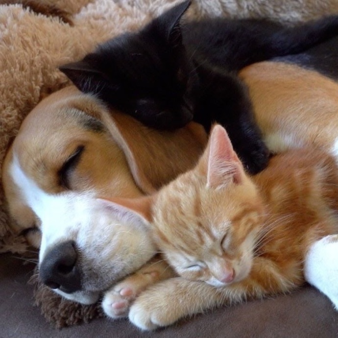 Patili Dost Edineceklere Dikkat: Kedi Ve Köpek Beslemek Arasındaki Farklar