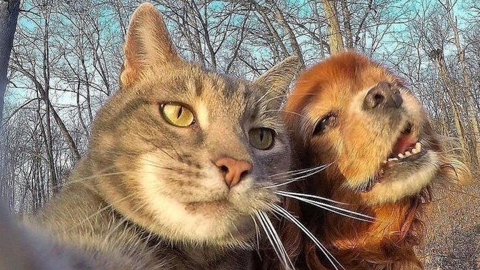 Patili Dost Edineceklere Dikkat: Kedi Ve Köpek Beslemek Arasındaki Farklar