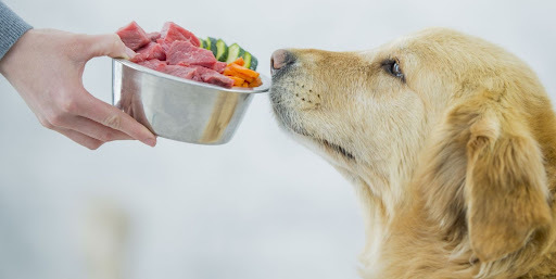 Köpeğiniz İçin 4 Mama Tipinden Hangisi Seçmelisiniz Anlatıyorum!