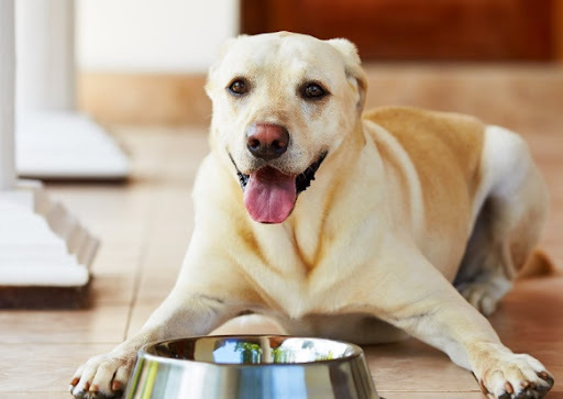 Köpeğiniz İçin 4 Mama Tipinden Hangisi Seçmelisiniz Anlatıyorum!