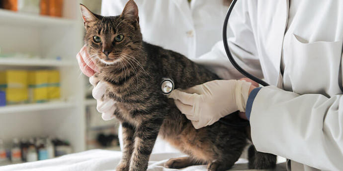 Kedi Sahiplerinin Korkulu Rüyası Fip Nedir, Anlatıyorum