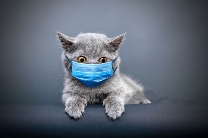 Kedi Sahiplerinin Korkulu Rüyası Fip Nedir, Anlatıyorum