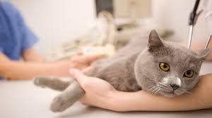 Kedi Sahiplerinin Korkulu Rüyası Fip Nedir, Anlatıyorum