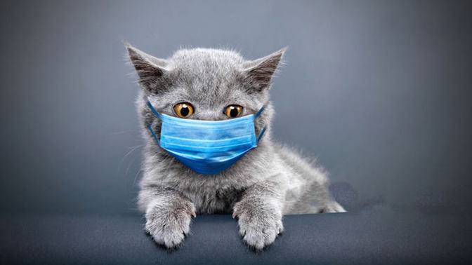 Kedi Sahiplerinin Korkulu Rüyası Fip Nedir, Anlatıyorum