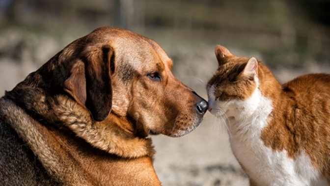 Sokaklarda Yaşayan Patili Dostlarımıza Nasıl Yardım Edebiliriz?