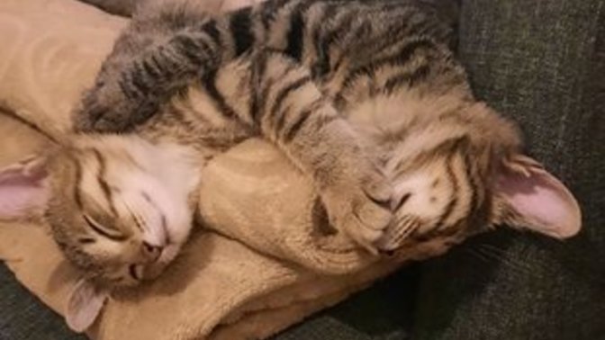 Evcil Hayvanlarınızı Her Gün Yeniden Sevmeniz İçin 5 Sebebi Söylüyorum!