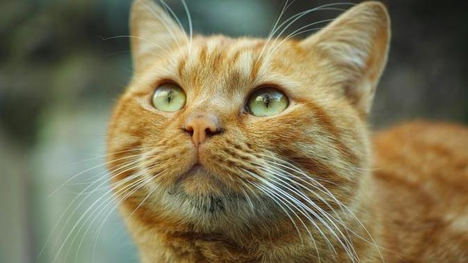 Kedilerde Bıyık Stresini Duydunuz Mu?