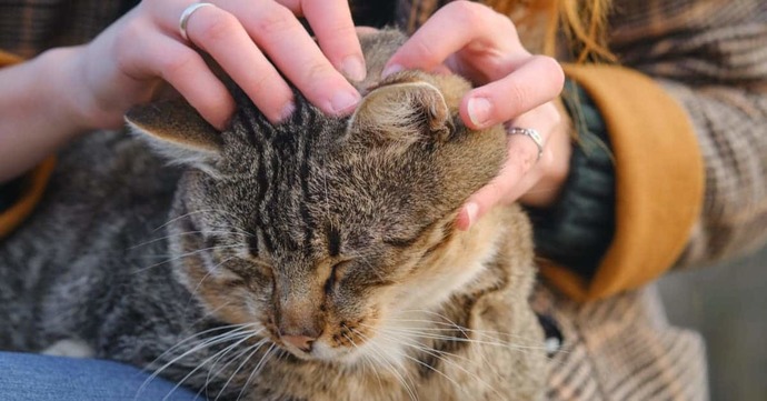 Fırçaları Hazırlayın, Bakım Zamanı! Kedilere Düzenli Bakım Yapmanın 5 Faydası