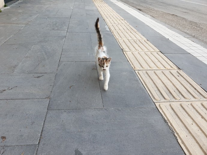 Kedinizin Mutlu Olduğunu Anlamanın 6 Yolu