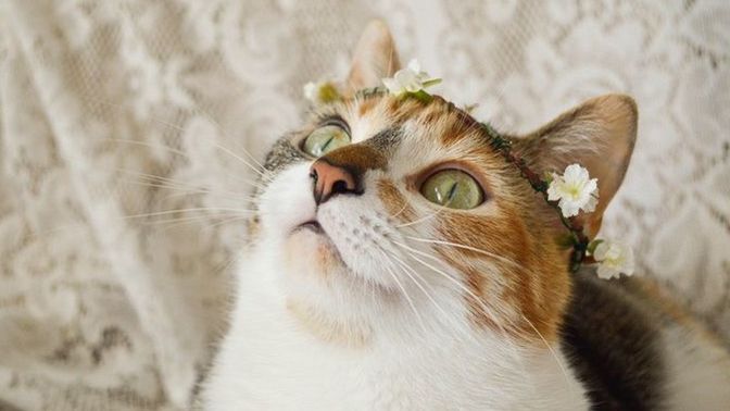 Kedinizin Mutlu Olduğunu Anlamanın 6 Yolu