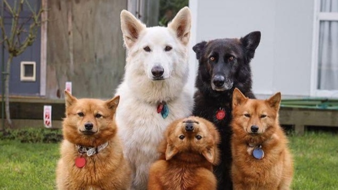 Kedilerde ve Köpeklerde Bulunan Ortak Hastalıklar