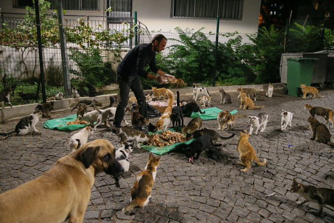 Soğuk Havalarda Sokak Hayvanları İçin Yapabileceğimiz 5 Şey