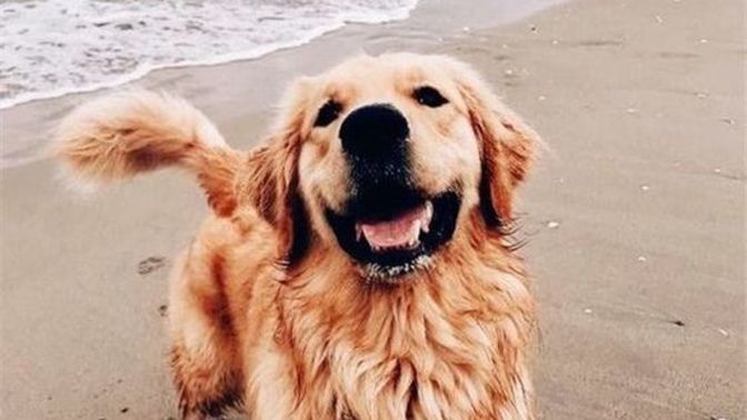 Köpekler Neden Sahiplerini Yalar?