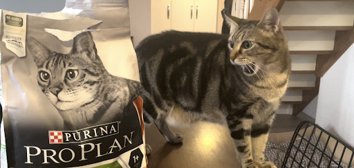 “A aaa paketteki kedi aynı bana benziyormuş, ben miyim yoksa?” bakışı. 🙀😹