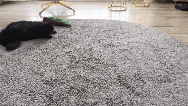 Korsan Kedoş Oyun Sonrası Aç: Hem Kedileri Hem Sahiplerini Mutlu Eden Pro Plan Mamayı Deniyoruz! 🐈⬛