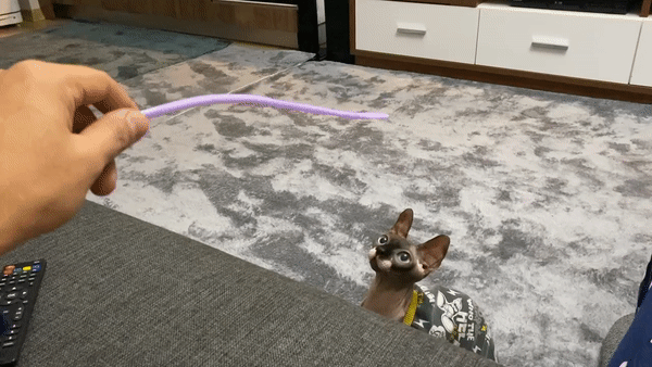 Oyun meraklısı Osiris ♥