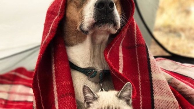 Köpekler Ve Kediler Sevilmedikleri Zaman Psikolojileri Bozuluyor!