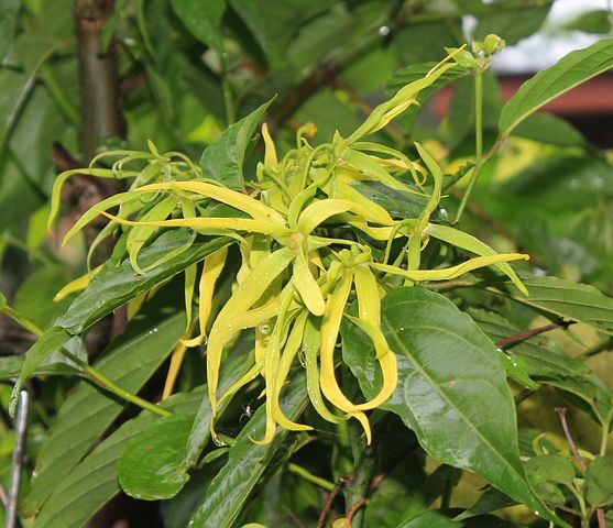 Ylang Ylang Bitkisi