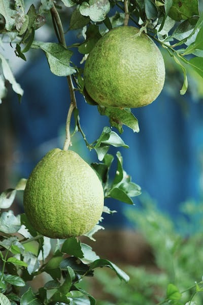 Bergamot Yağı