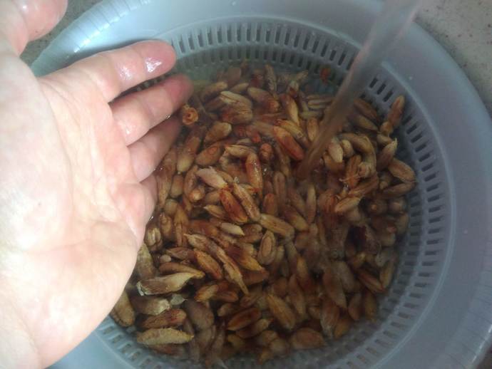 Zihin Açıcı Bir Tarif: Hurma Çekirdeklerinden Kahve Nasıl Yapılır?