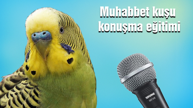 Muhabbet Kuşuna Konuşma Eğitimi