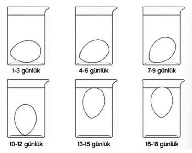 Yumurtanın Organik ve Tazeliği