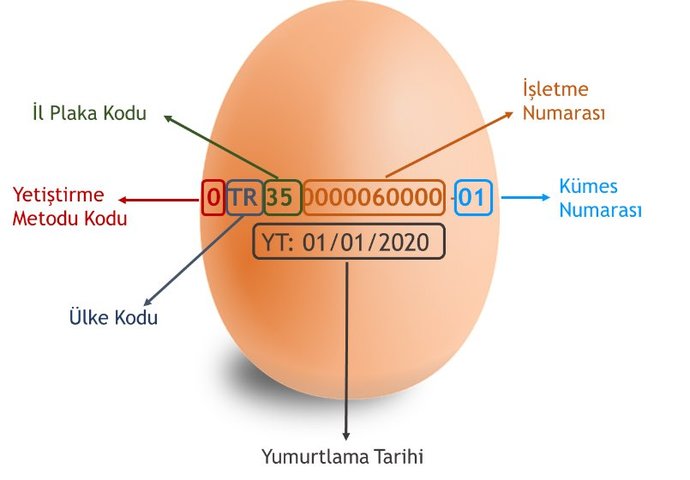 Yumurtanın Organik ve Tazeliği