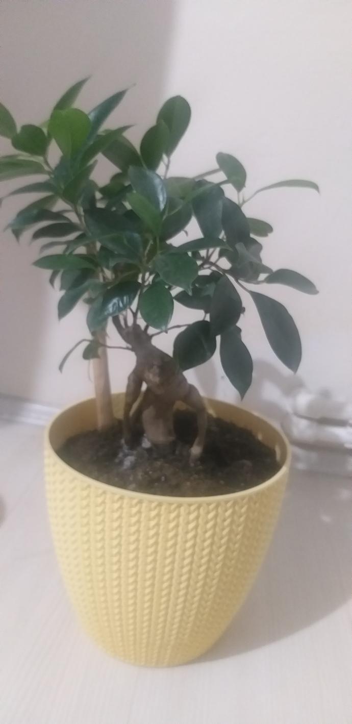 Bonsai (盆栽) - Ağaç Budama Sanatı Hakkında Bildiklerimi Anlatıyorum!